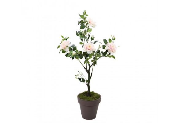 115 CM ÇARDAK GÜL AĞACI